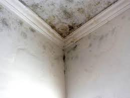 Mold Removal for HVAC Installations in Thibodaux, LA